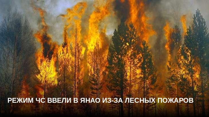 Режим ЧС ввели в ЯНАО из-за лесных пожаров
