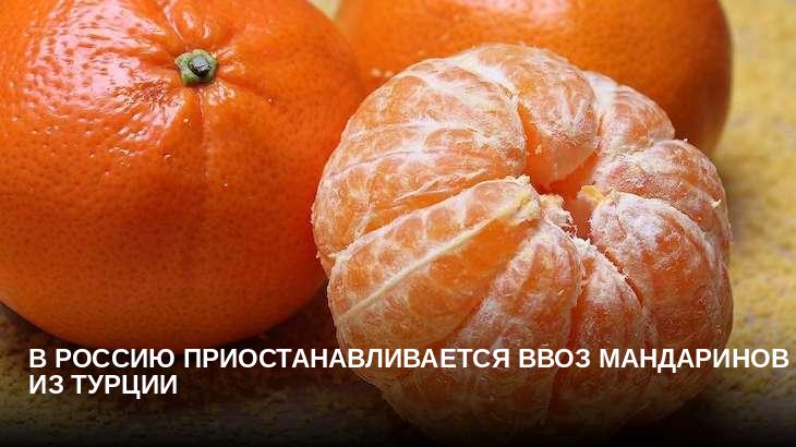 В Россию приостанавливается ввоз мандаринов из Турции
