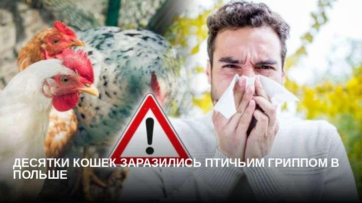 Десятки кошек заразились птичьим гриппом в Польше