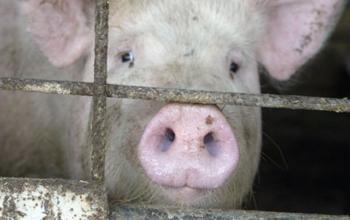 Минсельхоз РФ отрицает, что запрет на ввоз европейской продукции связан с политикой 