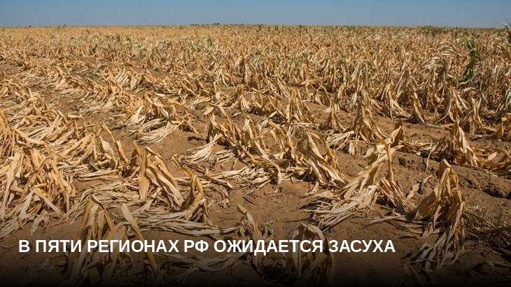 В пяти регионах РФ ожидается засуха
