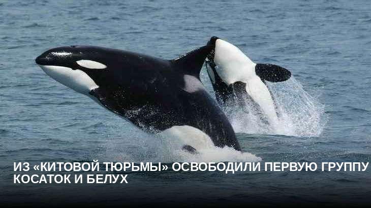 Из «китовой тюрьмы» освободили первую группу косаток и белух
