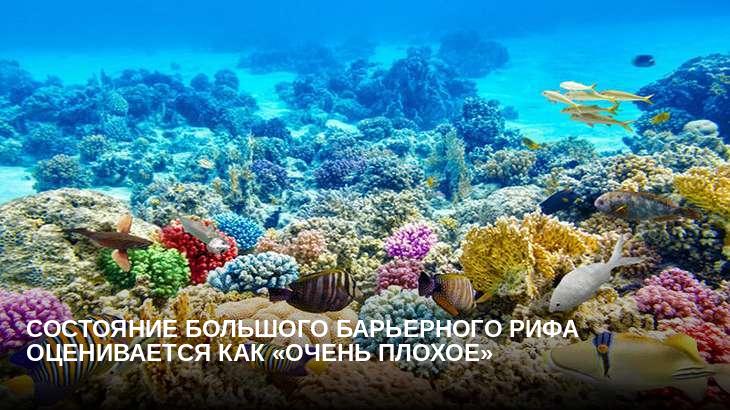 Состояние Большого Барьерного рифа оценивается как «очень плохое»