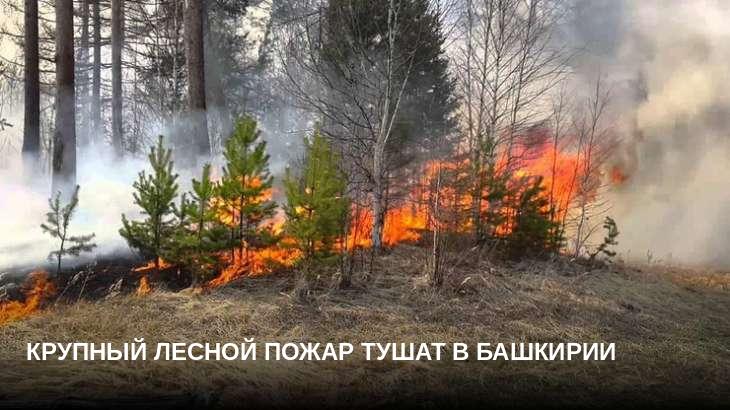 Крупный лесной пожар тушат в Башкирии