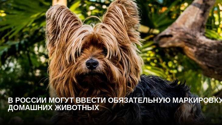 В России могут ввести обязательную маркировку домашних животных