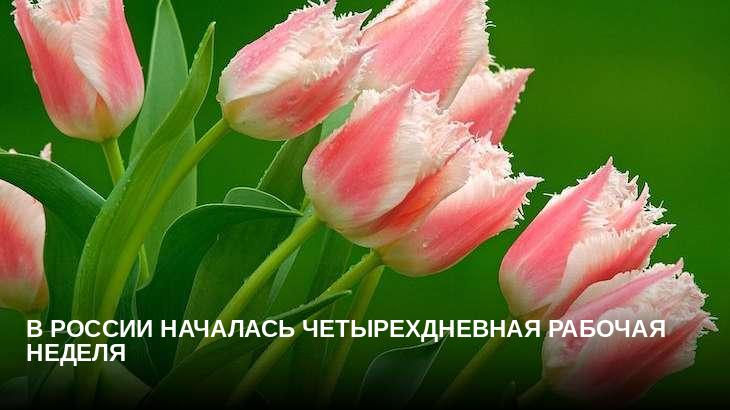 В России началась четырехдневная рабочая неделя